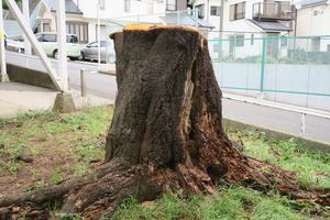 017_260706012 X900 07-06 桜古木伐採 峰岡公園 G7X.jpg