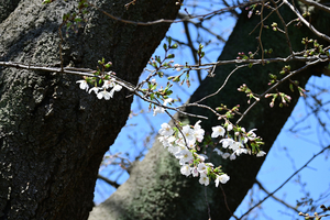 006_260324016 X900 3-24 伐採予定のソメイヨシノ 峰岡公園 Z50-250.jpg
