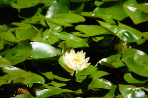 005_260714061 X900 箱根湿性花園 ヒツジグサ RX10M4.jpg