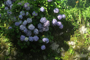 001_260714002 X900 箱根湿性花園 沿線の紫陽花 G7X.jpg