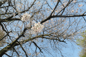 021_260329011 X900 3-29 もう1本のソメイヨシノ 峰岡公園 G7X.jpg