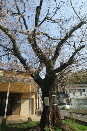 009_260329004 3-29 伐採を待つ古木 峰岡公園 G7X.jpg