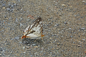 015_260630072t X900 ◎イシガキチョウ 舞岡公園 RX10M4.jpg