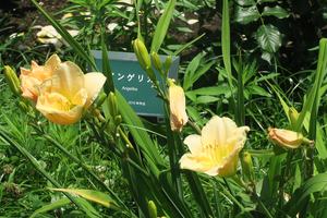 011_260619061  X900  第一花壇周辺Angelika G7X.jpg
