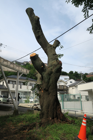 014_260703001 X900 07-03 桜古木伐採 峰岡公園 G7X.jpg