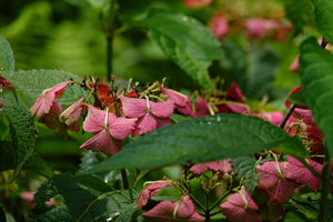 008_260630028 X900 サカサガクアジサイ 舞岡公園 RX10M4.jpg