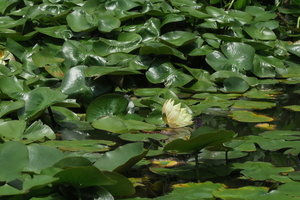 019_260714033 X900 〇箱根湿性花園 ニオイヒツジグサ G7X.jpg