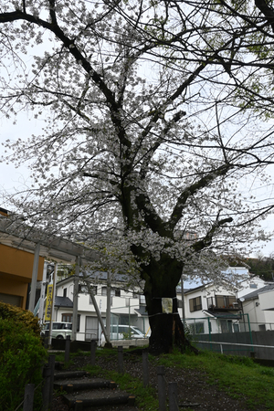 011_260402005 X900 04-02 伐採予定ソメイヨシノ Z30 Z16-50.jpg