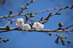 005_260324002 X900 3-24 伐採予定のソメイヨシノ 峰岡公園 Z50-250.jpg
