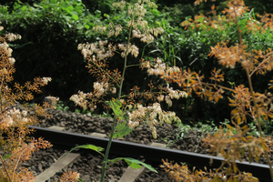 003_260714012 X900 箱根湿性花園 強羅駅 タケニクサ G7X.jpg