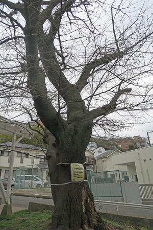 002_260317008 3-17 桜古木伐採予定 G7X.jpg