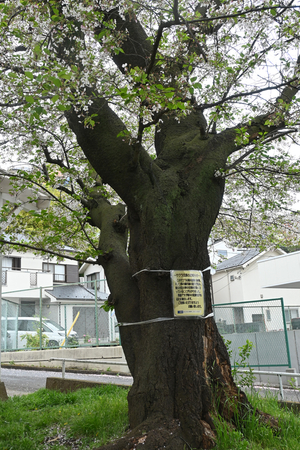 013_260402005b X900 04-02 伐採予定ソメイヨシノ Z30 Z16-50.jpg