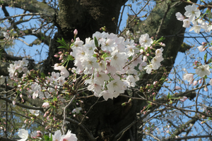 008_260329002 X900 3-29 伐採を待つ古木 峰岡公園 G7X.jpg
