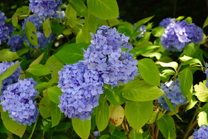 031_260714159 X900 箱根湿性花園 RX10M4.jpg