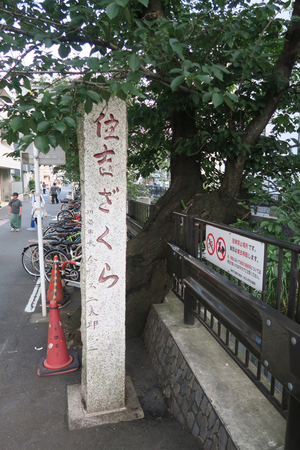 017_260613047 X900 渋川沿い住吉ざくら 元住吉 G7X.jpg