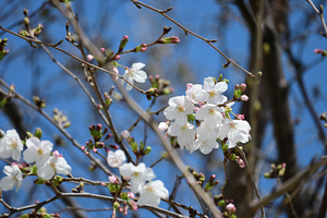 007_260324020 X900 3-24 ◎ソメイヨシノ 峯小学校 Z50-250.jpg