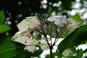 007_260630019 X900 サカサガクアジサイ 舞岡公園 RX10M4.jpg