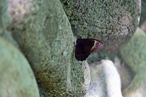 063_260723118m X900 ◎ウェストン碑―河童橋 クロヒカゲ Z50 Z50-250.jpg