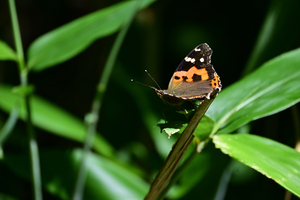 060_260723103 X900 〇ウェストン碑 アカタテハ Z50 Z50-250.jpg