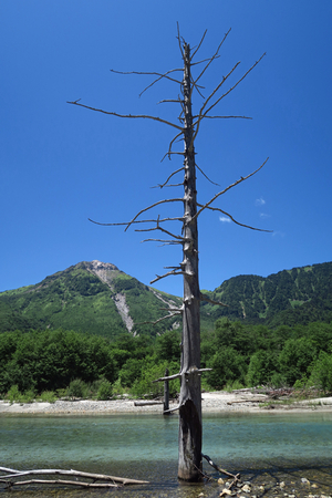 014_260723188 X900 ◎大正池→田代池 立ち枯れ G7X.jpg
