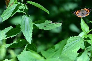058_260723099 X900 ウェストン碑 アカタテハ Z50 Z50-250.jpg