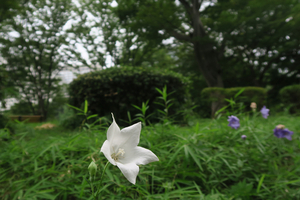 005_260717012 X900 日比谷公園 キキョウ G7X.jpg