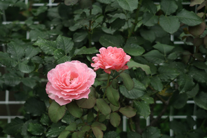 010_260717026 X900 日比谷公園 ヒーリング  G7X.jpg
