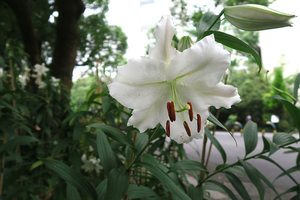007_260717016 X900 日比谷公園 カサブランカ G7X.jpg