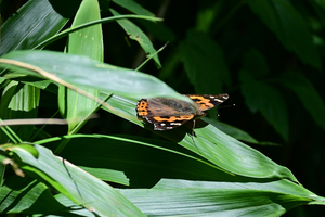 059_260723101t X900 ◎ウェストン碑 ◎アカタテハ Z50 Z50-250.jpg