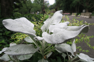 014_260717019 X900 日比谷公園 ワタチョロギ G7X.jpg
