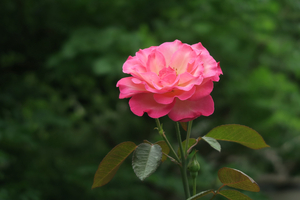 009_260717024 X900 日比谷公園 アキレス G7X.jpg