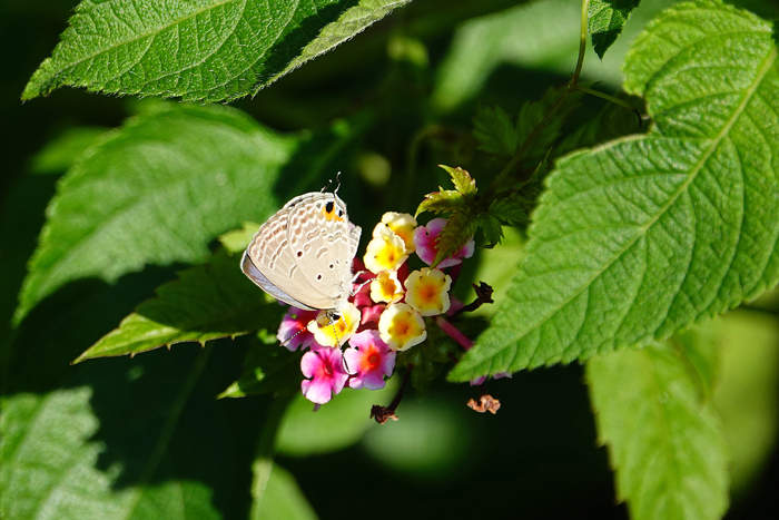 000_241002068s X700 ◎帷子川 クマソ♂ RX10M4.jpg