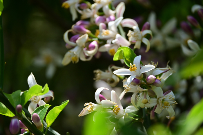 000_260502000 X700 檸檬の花 Z50 Z50-250.jpg