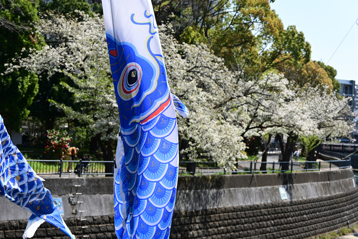 000_250404058 X700 ◎ヤマザクラと鯉のぼり 帷子川 Z50 Z18-140.jpg