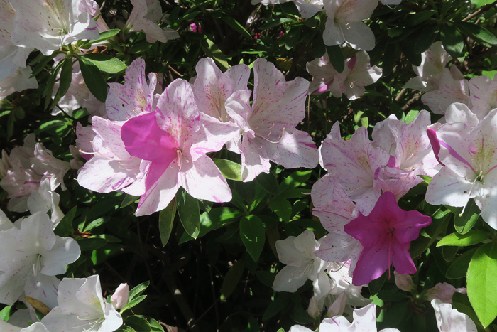 000_260412223m X700 ○サツキ一生の春小石川植物園 G7X.jpg