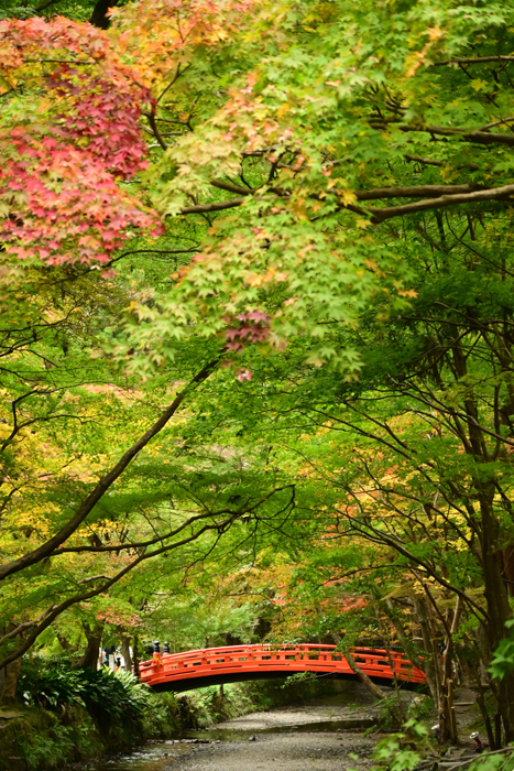 000_241126132 X700 小国神社 Z50 Z18-140.jpg