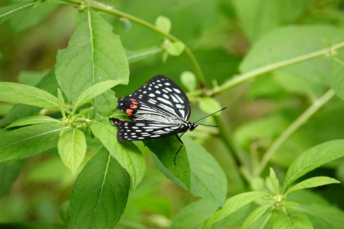 000_240906154 X700 ◎舞岡公園 アカボシ RX10M4.jpg