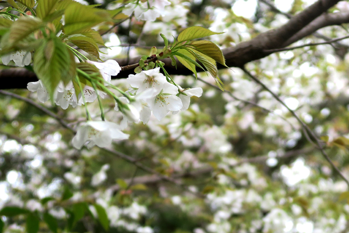 000_260326031 X700 ◎ヤマザクラ G7X.jpg