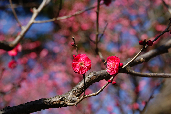 000_260117036 X700 ◎鹿児島紅 保土ヶ谷公園 RX10M4.jpg