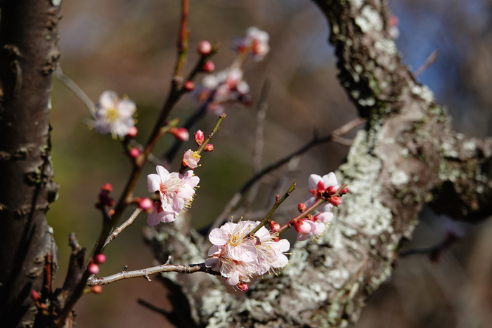 000_260113036 X700 ◎養老 梅園 保土ヶ谷公園 RX10M4.jpg