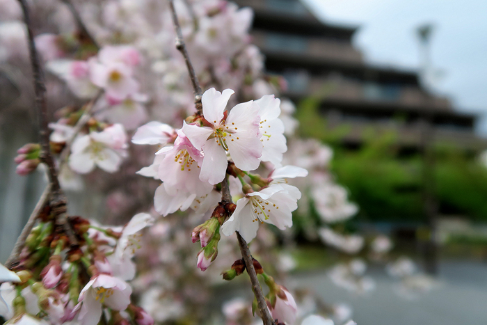 000_260319015 X700 ○枝垂れ桜 帷子公園 G7X.jpg