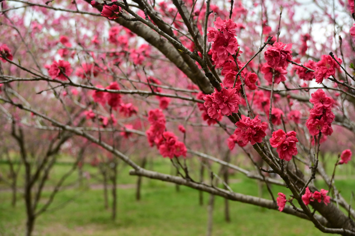 000_250404245 X700 ◎古 河総合公園 Z50 Z18-140.jpg