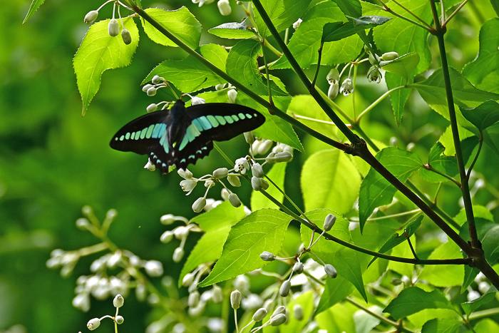 000_260428042m X700 ◎ミツバウツギ 舞岡公園 Z50 Z50-250.jpg