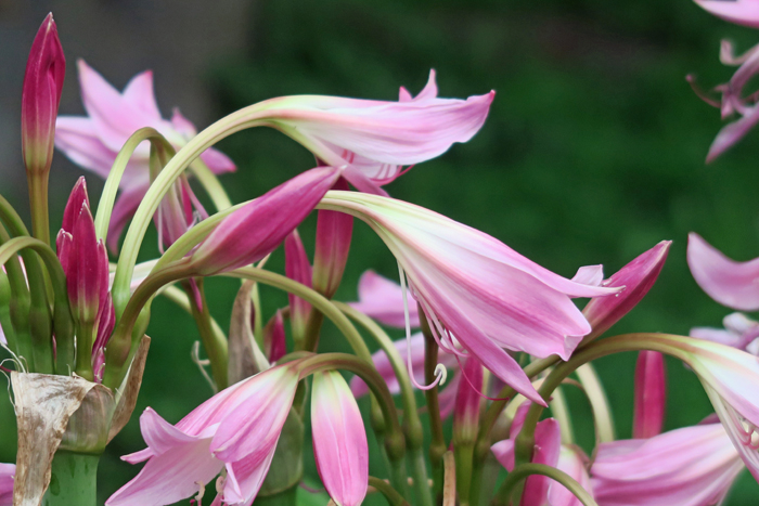 000_260622014 X900 ホンアマリリス 峰岡公園 G7X.jpg