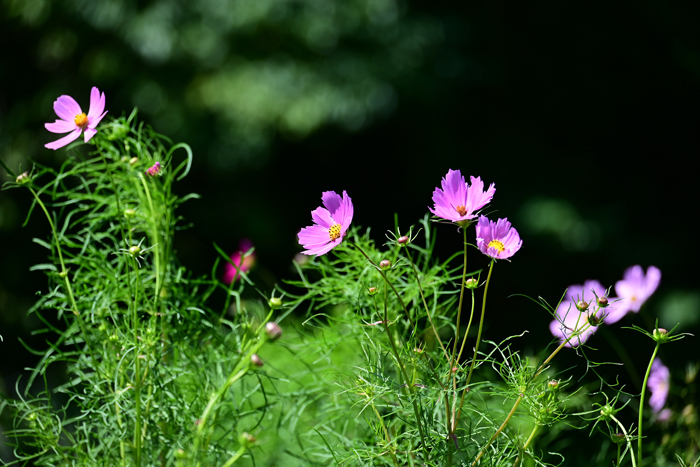 000_250926083 X700 〇コスモス 舞岡公園 Z50 50-250.jpg