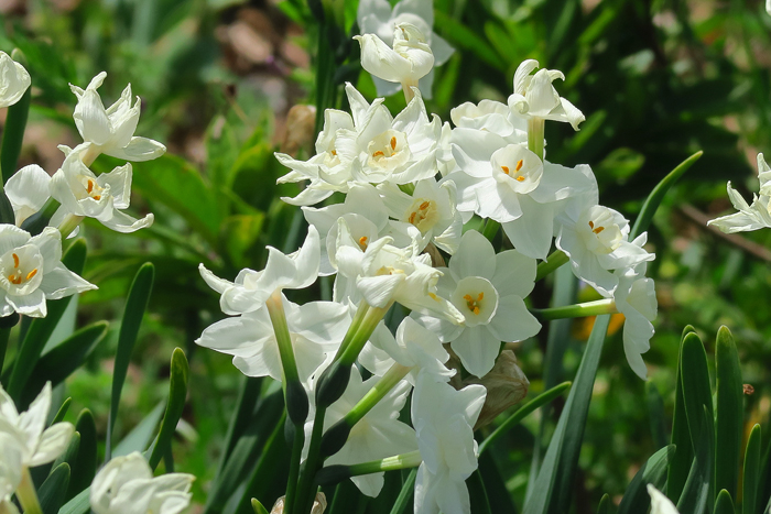 000_250327028 X700 峰岡公園 シロバナスイセン G7X.jpg